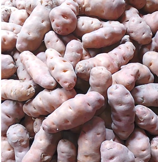 রংপুরের বিখ্যাত শিলবিলাতি আলু (5 KG)